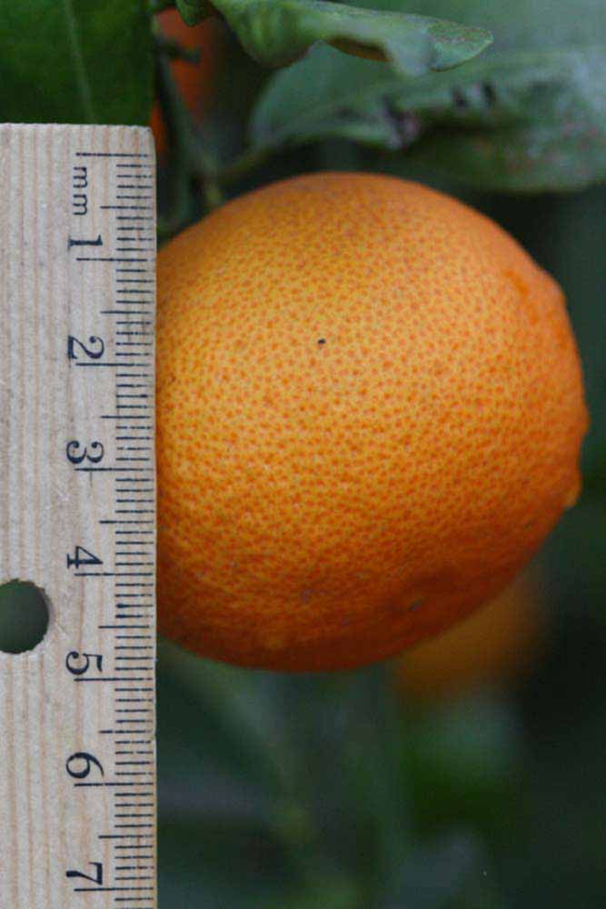            Fruit (Riverside, CA)   